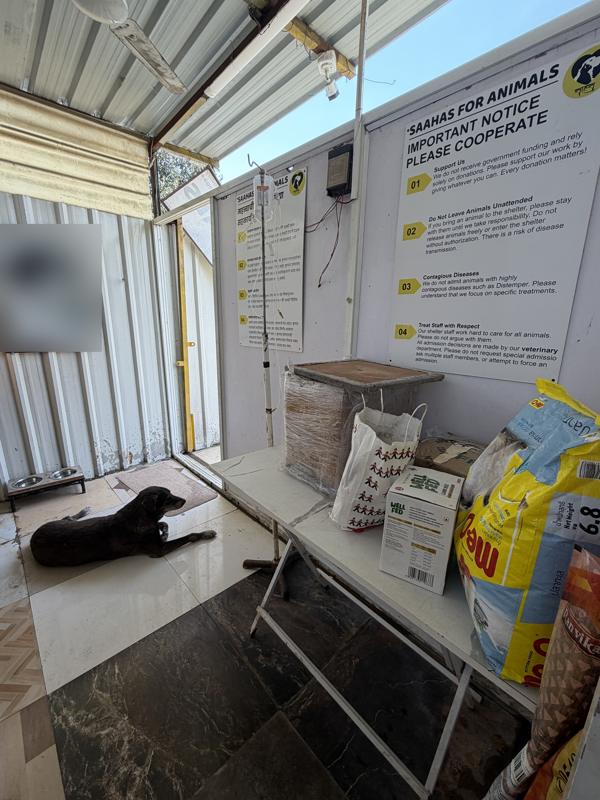 A shelter dog resting near donated food at Saahas for Animals